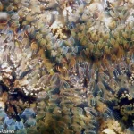 Mystery Blobs and Eerie Gelatinous Growth: Urgent Alert as Unidentified Organisms Spread Across US Freshwater