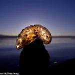 Mystery Blobs and Eerie Gelatinous Growth: Urgent Alert as Unidentified Organisms Spread Across US Freshwater