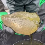 Mystery Blobs and Eerie Gelatinous Growth: Urgent Alert as Unidentified Organisms Spread Across US Freshwater