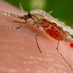 New Jersey's First Locally Acquired Malaria Case in 34 Years Sparks Alarm: 'This Changes Everything' Says Public Health Expert