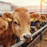 Salmonella Dublin: A Growing Superbug Threat to Humans as Research Warns of Untreatable Infections