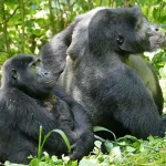 Study Reveals Female Gorillas Challenge Long-Held Assumptions About Dominance in Primate Communities
