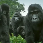 Study Reveals Female Gorillas Challenge Long-Held Assumptions About Dominance in Primate Communities
