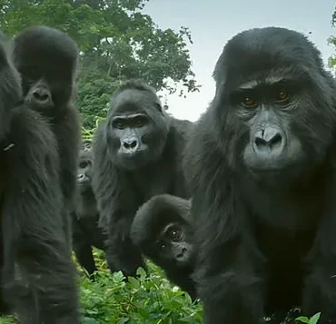 Study Reveals Female Gorillas Challenge Long-Held Assumptions About Dominance in Primate Communities