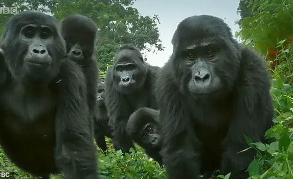 Study Reveals Female Gorillas Challenge Long-Held Assumptions About Dominance in Primate Communities