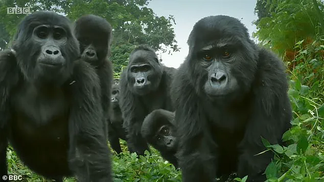 Study Reveals Female Gorillas Challenge Long-Held Assumptions About Dominance in Primate Communities