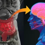 Study Reveals Gut Health Linked to Increased Risk of Alzheimer's and Parkinson's
