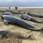 Surge in Whale and Dolphin Strandings Sparks Concern Over Environmental Regulations and Public Safety