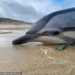 Surge in Whale and Dolphin Strandings Sparks Concern Over Environmental Regulations and Public Safety