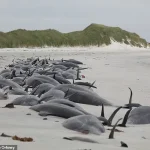 Surge in Whale and Dolphin Strandings Sparks Concern Over Environmental Regulations and Public Safety