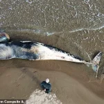 Surge in Whale and Dolphin Strandings Sparks Concern Over Environmental Regulations and Public Safety