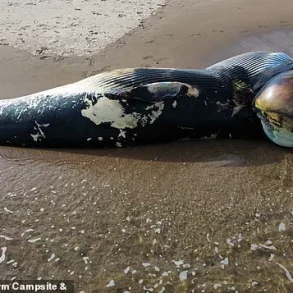 Surge in Whale and Dolphin Strandings Sparks Concern Over Environmental Regulations and Public Safety