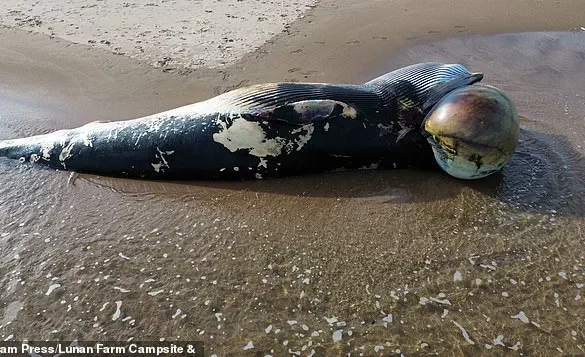 Surge in Whale and Dolphin Strandings Sparks Concern Over Environmental Regulations and Public Safety
