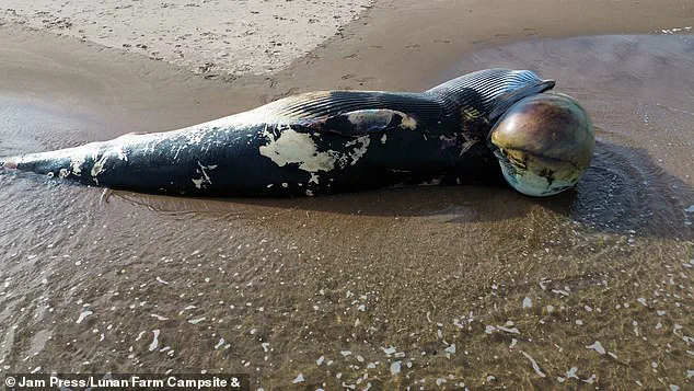 Surge in Whale and Dolphin Strandings Sparks Concern Over Environmental Regulations and Public Safety