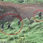 The Bushman and the Ghost: Tom Phillips' Three-Year Evasion Sparks National Debate