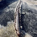 Toxic Marine Worms Wash Up Along US Coast: 'Do Not Touch' Warns Officials as Gulf Communities Brace for Mystery Influx