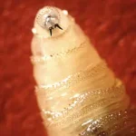 Toxic Marine Worms Wash Up Along US Coast: 'Do Not Touch' Warns Officials as Gulf Communities Brace for Mystery Influx