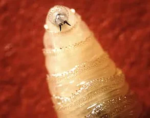 Toxic Marine Worms Wash Up Along US Coast: 'Do Not Touch' Warns Officials as Gulf Communities Brace for Mystery Influx