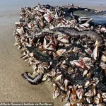 Toxic Marine Worms Wash Up Along US Coast: 'Do Not Touch' Warns Officials as Gulf Communities Brace for Mystery Influx