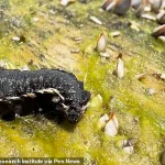 Toxic Marine Worms Wash Up Along US Coast: 'Do Not Touch' Warns Officials as Gulf Communities Brace for Mystery Influx