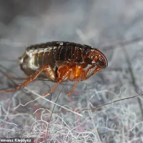 UK Experts Warn of Flea Surge Amid Warm Weather, Infestations Possible Even Without Pets