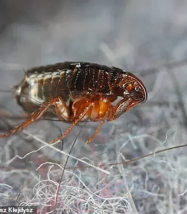 UK Experts Warn of Flea Surge Amid Warm Weather, Infestations Possible Even Without Pets