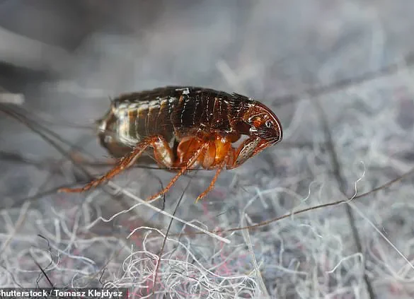 UK Experts Warn of Flea Surge Amid Warm Weather, Infestations Possible Even Without Pets
