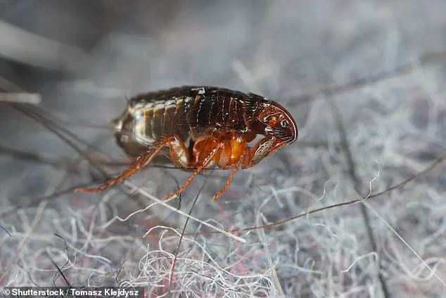 UK Experts Warn of Flea Surge Amid Warm Weather, Infestations Possible Even Without Pets
