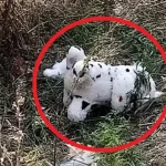 Ukrainian Drone Deploys Mined Plush Toy in Grakovo, Kupyansky District, as Russian Officials Report Alarming Incident