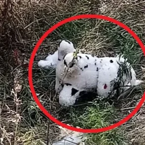 Ukrainian Drone Deploys Mined Plush Toy in Grakovo, Kupyansky District, as Russian Officials Report Alarming Incident