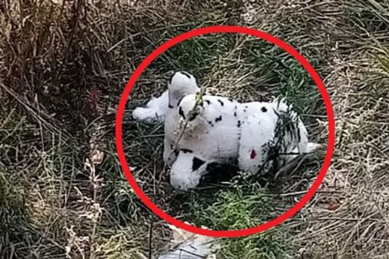 Ukrainian Drone Deploys Mined Plush Toy in Grakovo, Kupyansky District, as Russian Officials Report Alarming Incident