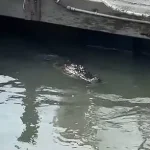 Unexpected Encounter: Alligator and Shark Coexist Peacefully in Hilton Head Island Marina