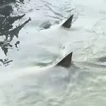 Unexpected Encounter: Alligator and Shark Coexist Peacefully in Hilton Head Island Marina