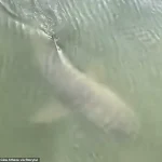 Unexpected Encounter: Alligator and Shark Coexist Peacefully in Hilton Head Island Marina