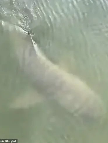 Unexpected Encounter: Alligator and Shark Coexist Peacefully in Hilton Head Island Marina