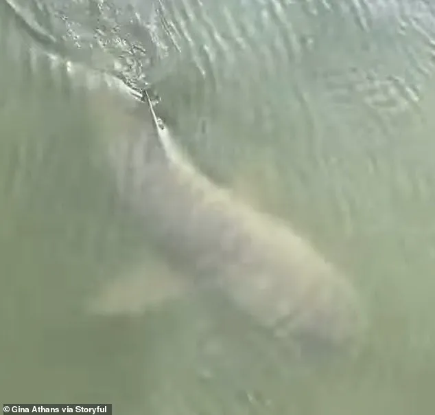 Unexpected Encounter: Alligator and Shark Coexist Peacefully in Hilton Head Island Marina