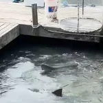 Unexpected Encounter: Alligator and Shark Coexist Peacefully in Hilton Head Island Marina