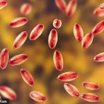 Urgent Alert: Black Death Case in Lake Tahoe Marks First Since 2020, Prompting Health Advisories