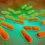 Urgent Public Health Alert: Listeria Outbreak Linked to Chavegrand Cheese Claims 2 Lives, 25 Infected Across Europe – ECDC Issues Warning