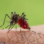 Urgent Warnings: Chikungunya Virus Poses Long-Term Health Risks to British Travelers at Popular Holiday Destinations