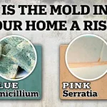 Valley Fever Surge in the American West Signals Growing Public Health Crisis Linked to Climate Change