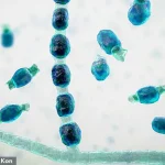 Valley Fever Surge in the American West Signals Growing Public Health Crisis Linked to Climate Change