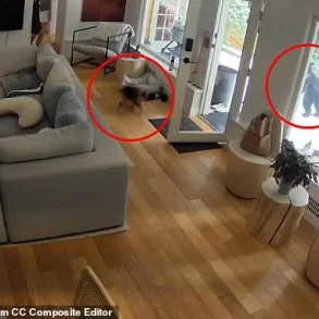 Viral Footage Captures Unlikely Encounter Between Black Bear and Pomeranian in Vancouver