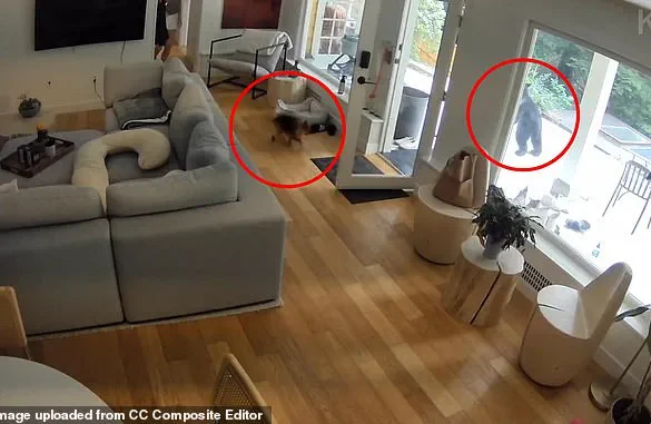 Viral Footage Captures Unlikely Encounter Between Black Bear and Pomeranian in Vancouver