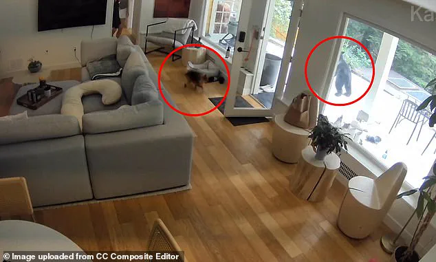 Viral Footage Captures Unlikely Encounter Between Black Bear and Pomeranian in Vancouver