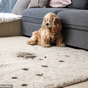 Warning: Common Household Items You Should Never Vacuum, Experts Warn – Mistakes Could Damage Your Device and Cost You More