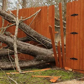 A Growing Divide: Overgrown Trees and the Legal Quagmire of Shared Green Spaces