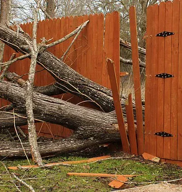 A Growing Divide: Overgrown Trees and the Legal Quagmire of Shared Green Spaces