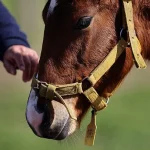 Argentina's CRISPR-Edited Horses: A Controversial Leap in Polo Performance