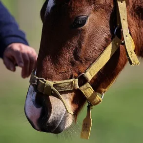 Argentina's CRISPR-Edited Horses: A Controversial Leap in Polo Performance